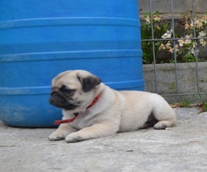 Pui Pug-Mops