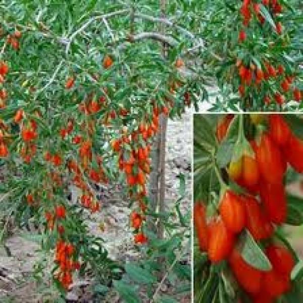 Plantatia ta de Goji acum cu un avans si restul plata cu fructe