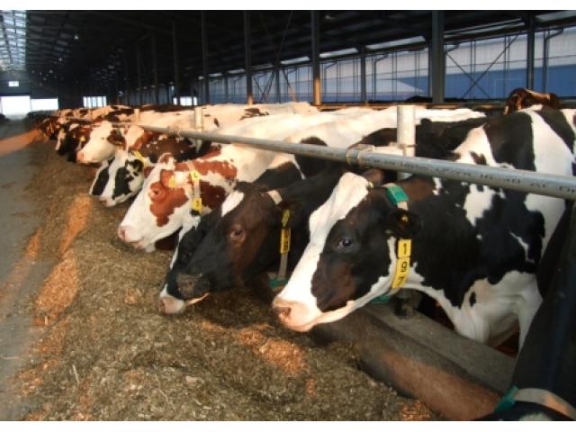 Angajam muncitori in ferme