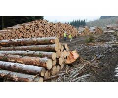 Angajam taietori de lemne- ultimele locuri