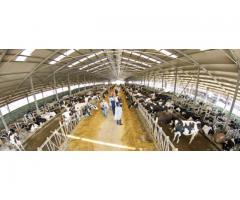 Plecare imediata- ferme Germania