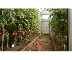 MUNCITORI SERE LEGUME GERMANIA SEPT 2015
