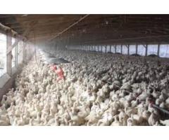 Muncitori in ferme de curcani 1500 euro