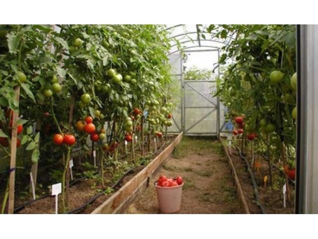 URGENT PERSONAL SERE LEGUME SEPT 2015